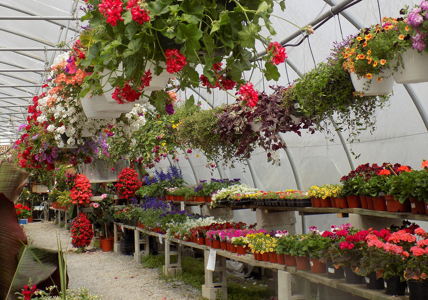 plants and flowers for sale in crown point indiana
